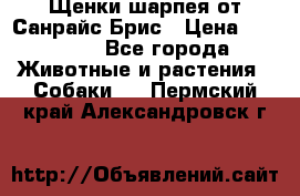 Щенки шарпея от Санрайс Брис › Цена ­ 30 000 - Все города Животные и растения » Собаки   . Пермский край,Александровск г.